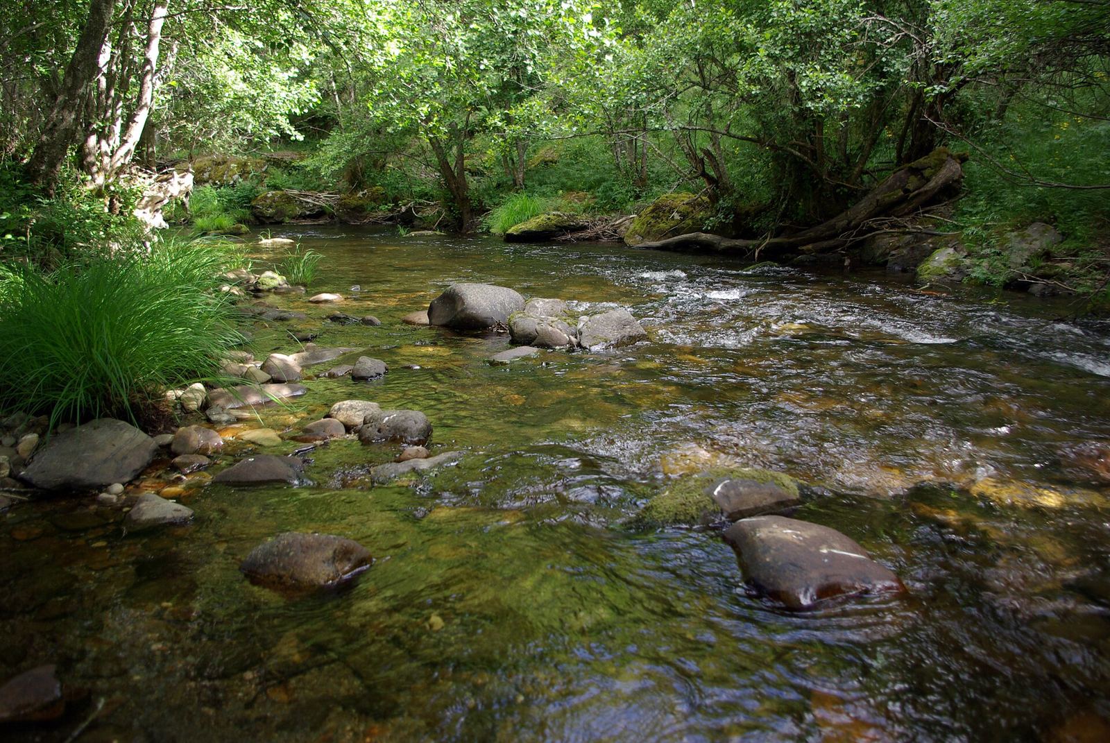 El río Omaña entre árboles